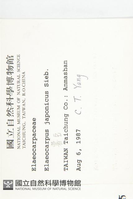 Japanese Elaeocapus Collection Image, Figure 2, Total 2 Figures