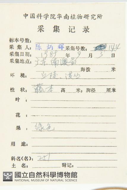 心萼薯藏品圖，第2張