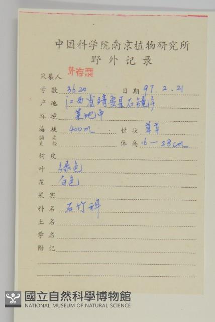 球序卷耳藏品圖，第2張