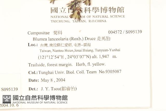 鵝仔草藏品圖，第2張