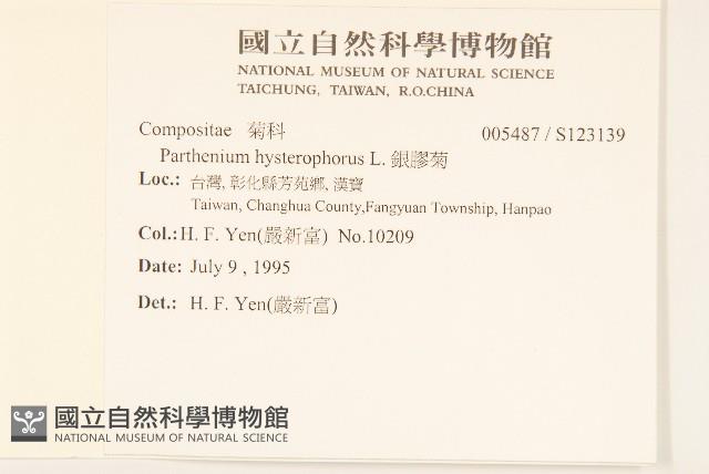 銀膠菊藏品圖，第2張