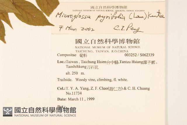 小舌菊、蔓綿菜藏品圖，第5張