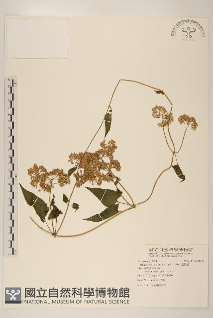 蔓澤蘭藏品圖，第1張