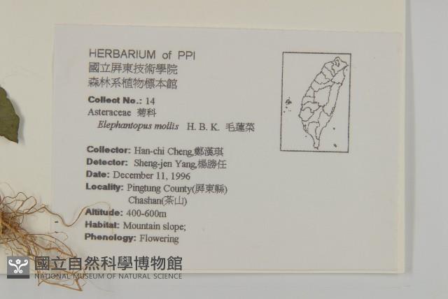 地膽草、毛蓮菜藏品圖，第2張