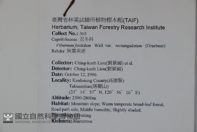 狹葉莢迷藏品圖，第2張