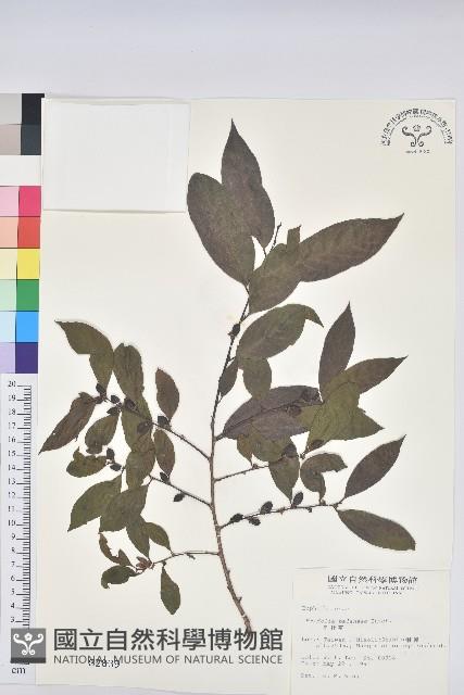 刺杜密藏品圖，第1張