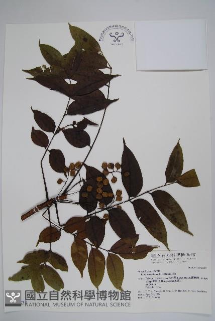 木蠟樹、山漆藏品圖，第1張