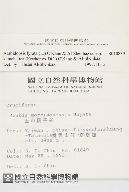 玉山筷子芥藏品圖，第2張