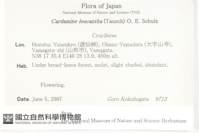 白花碎米薺藏品圖，第2張