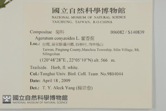 霍香薊藏品圖，第2張