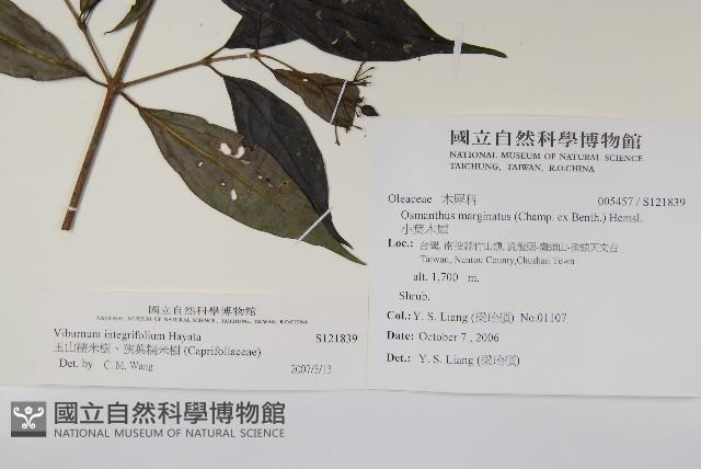 玉山糯米樹、狹葉糯米樹藏品圖，第2張