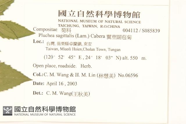 翼莖闊苞菊藏品圖，第2張