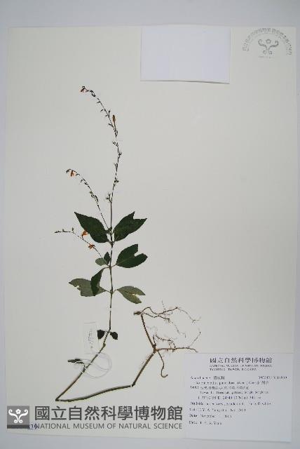 針刺草藏品圖，第1張