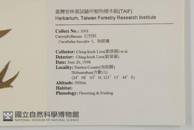 狗筋蔓藏品圖，第2張