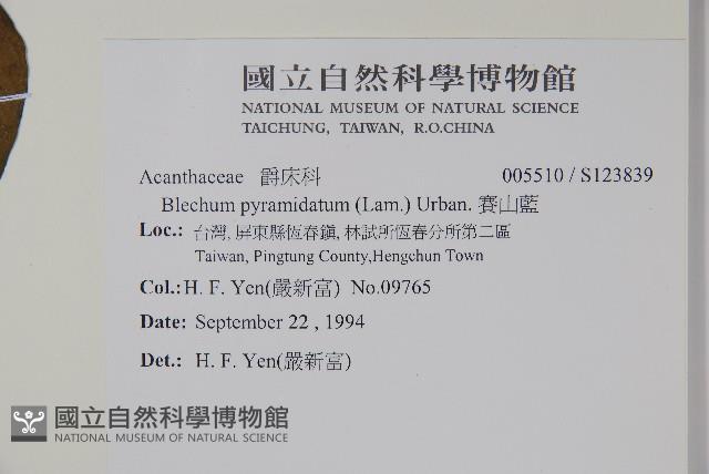 賽山藍藏品圖，第2張