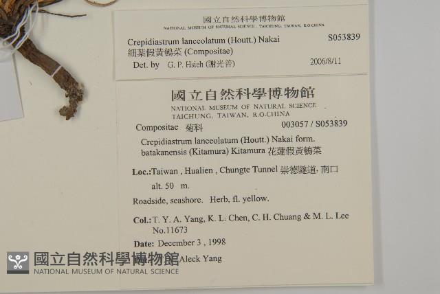 細葉假黃鵪菜藏品圖，第8張
