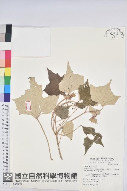 台灣白匏子藏品圖，第1張