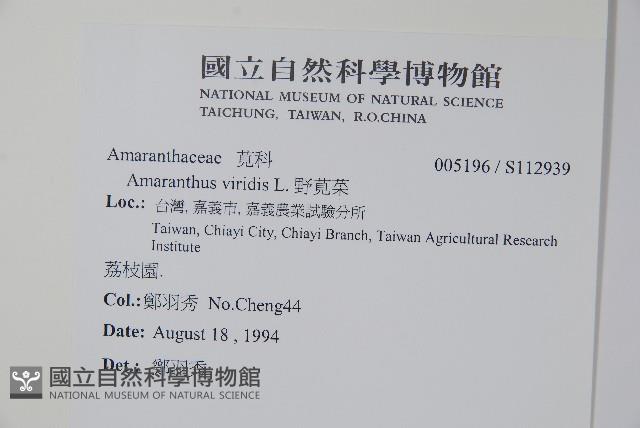 野莧菜藏品圖，第2張