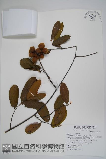 瓜馥木藏品圖，第1張