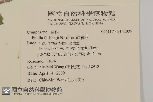 纓絨花藏品圖，第2張