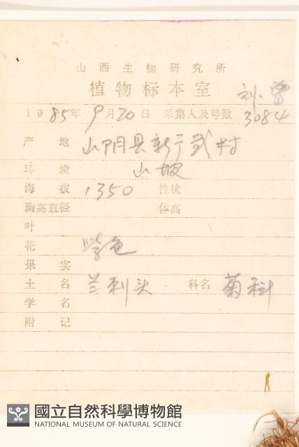 蝟菊藏品圖，第2張