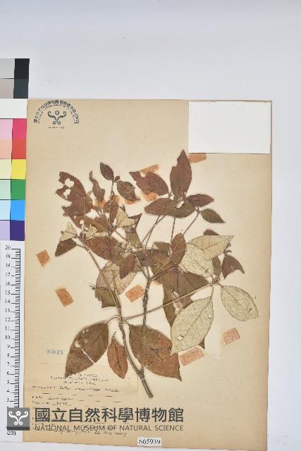 裡白巴豆藏品圖，第1張