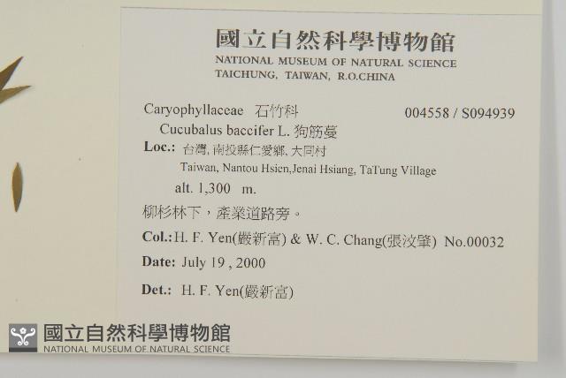 狗筋蔓藏品圖，第2張