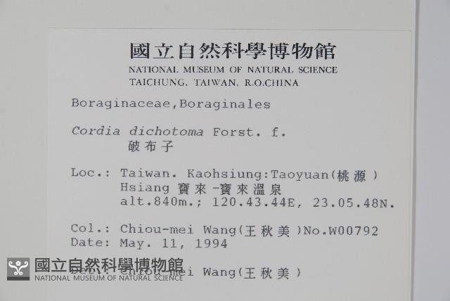 破布子藏品圖，第2張