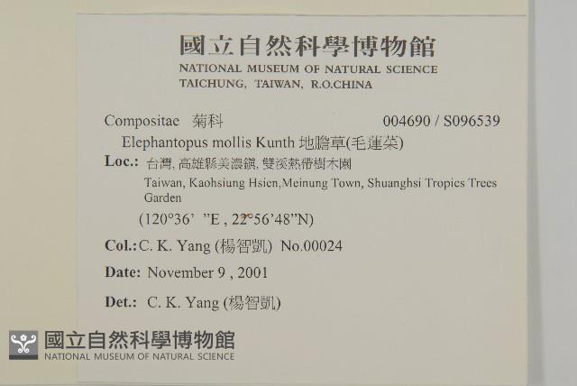 地膽草、毛蓮菜藏品圖，第2張