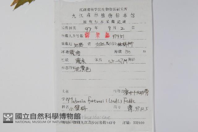 細葉十大功勞藏品圖，第2張