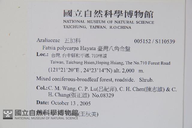 臺灣八角金盤藏品圖，第2張