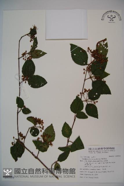 呂宋莢迷藏品圖，第1張