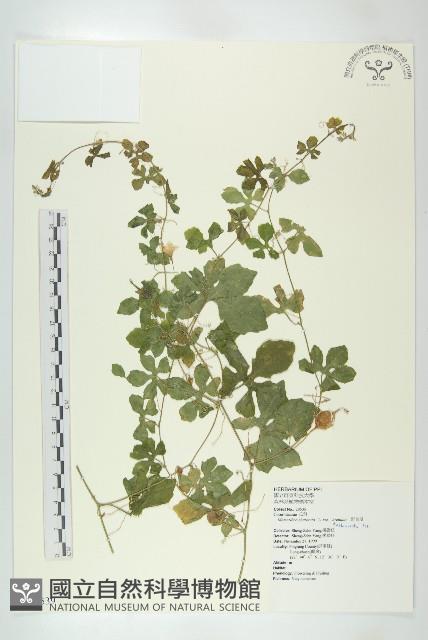 小苦瓜藏品圖，第1張