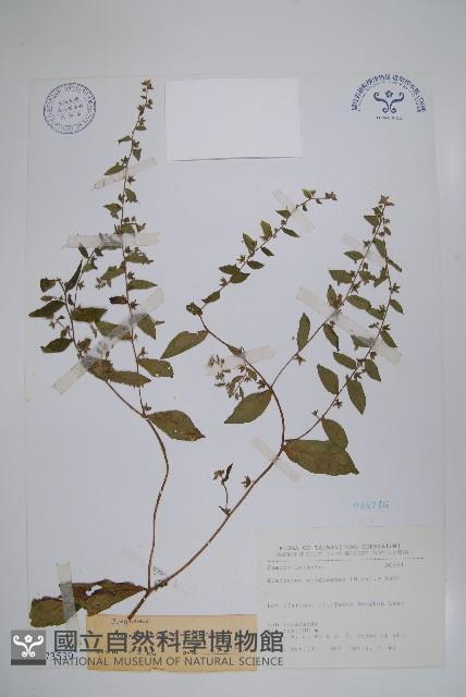 盾果草藏品圖，第1張