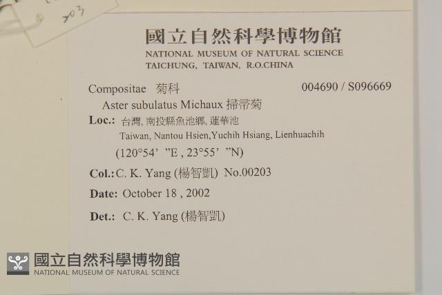 掃帚菊藏品圖，第2張