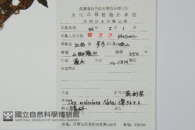 鼠李冬青、滿樹星藏品圖，第2張