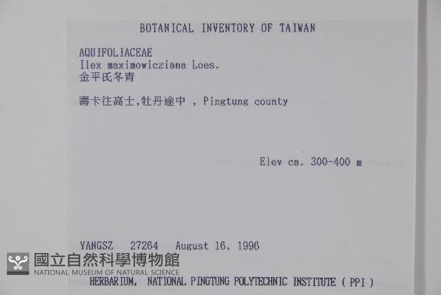 倒卵葉冬青、金平氏冬青藏品圖，第2張