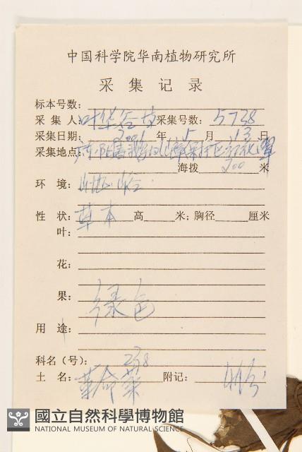 野茼蒿藏品圖，第2張