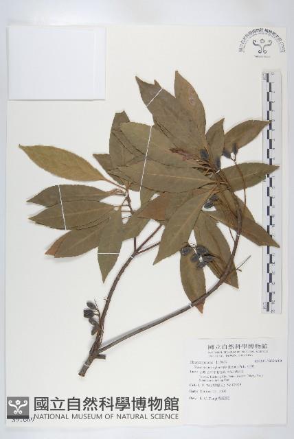 杜英、山杜英、蘭嶼杜英藏品圖，第1張