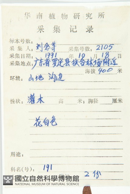 角花胡頹子藏品圖，第2張