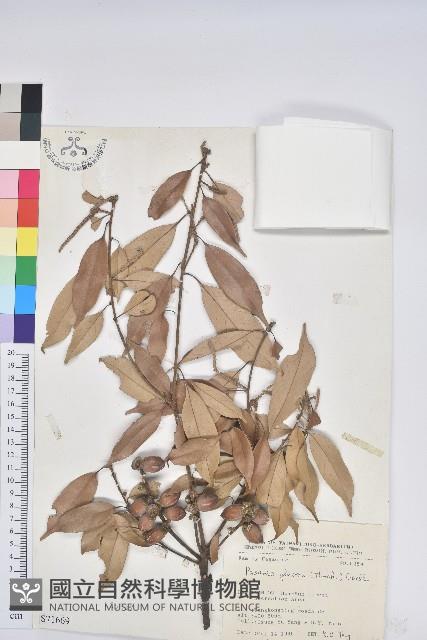 Smoothleaf Tanoak Collection Image