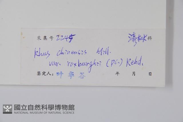 濱鹽膚木、羅氏鹽膚木藏品圖，第2張