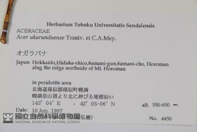 花楷槭藏品圖，第2張