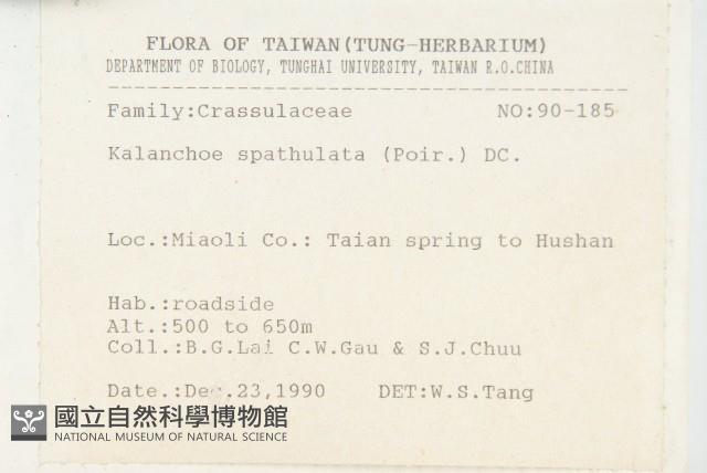 倒吊蓮、匙葉燈籠草藏品圖，第2張