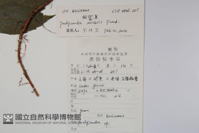 三角咪草藏品圖，第2張