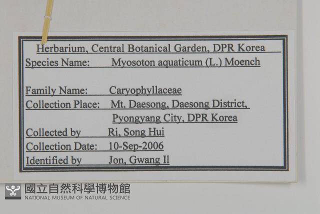 牛繁縷藏品圖，第2張