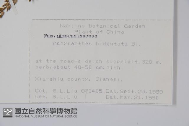 牛膝藏品圖，第2張