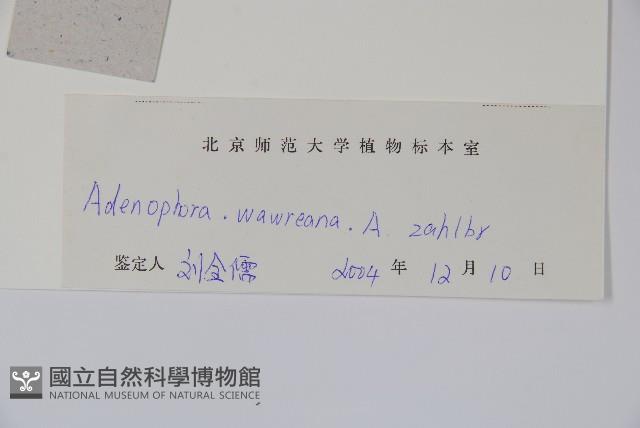 多歧沙參藏品圖，第2張