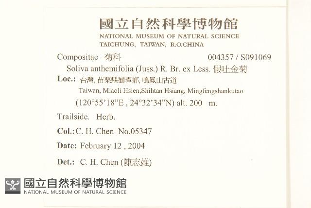 假吐金菊藏品圖，第2張