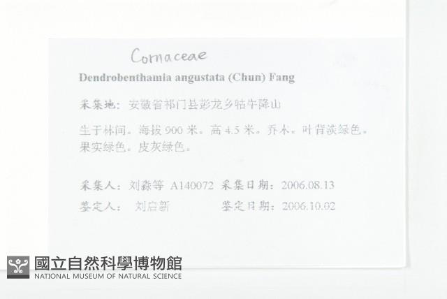 尖葉四照花藏品圖，第2張